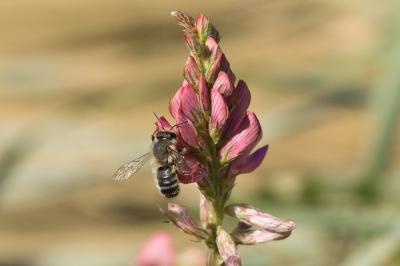  Megachile rufescens (Pérez, 1879)