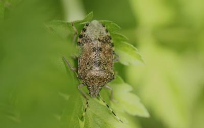 Punaise nébuleuse, Punaise grise Rhaphigaster nebulosa (Poda, 1761)