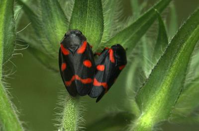  Cercopis intermedia Kirschbaum, 1868