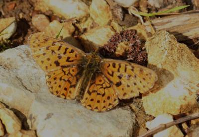 Grand collier argenté (Le), Nacré sagitté (Le) Boloria euphrosyne (Linnaeus, 1758)