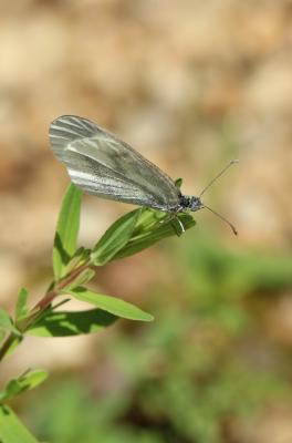 Piéride du Lotier (La), Piéride de la Moutarde (La Leptidea sinapis (Linnaeus, 1758)