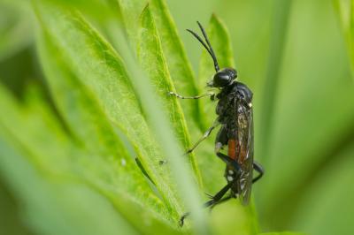  Macrophya militaris (Klug, 1817)