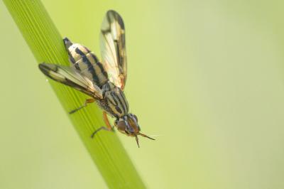  Dorycera grandis (Rondani, 1869)