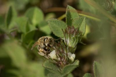  Vestitohalictus pollinosus (Sichel, 1860)