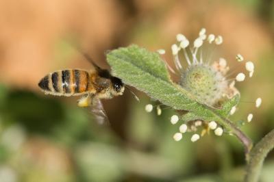 Abeille domestique, Abeille européenne, Abeille me Apis mellifera Linnaeus, 1758