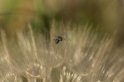  Oxyopes Latreille, 1804