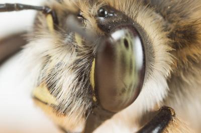 Petite anthophore biciliée Anthophora mucida Gribodo, 1873