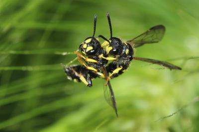  Cerceris Latreille, 1802