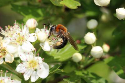  Andrena haemorrhoa (Fabricius, 1781)