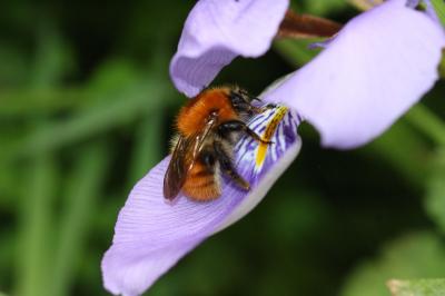 Bourdon des champs Bombus pascuorum (Scopoli, 1763)