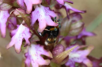 Bourdon terrestre (Le) Bombus terrestris (Linnaeus, 1758)