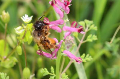 Osmie rousse Osmia bicornis (Linnaeus, 1758)