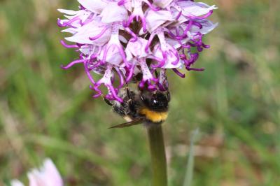 Bourdon terrestre (Le) Bombus terrestris (Linnaeus, 1758)