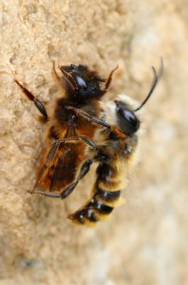  Osmia tricornis Latreille, 1811