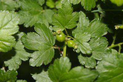 Groseillier des Alpes Ribes alpinum L., 1753