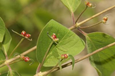 Chèvrefeuille des haies, Camérisier des haies Lonicera xylosteum L., 1753