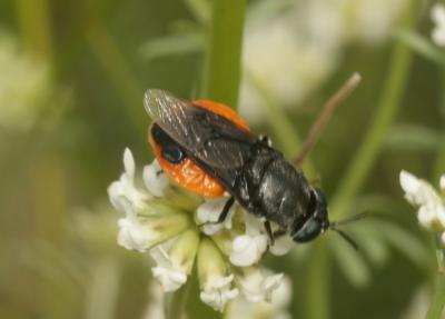  Odontomyia flavissima (Rossi, 1790)