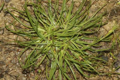 Plantain serpentin Plantago maritima subsp. serpentina (All.) Arcang., 1882