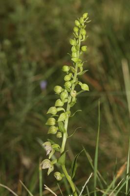 Épipactis à larges feuilles, Elléborine à larges f Epipactis helleborine (L.) Crantz, 1769