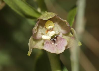 Épipactis à larges feuilles, Elléborine à larges f Epipactis helleborine (L.) Crantz, 1769