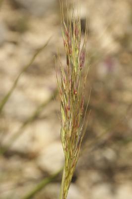 Chrysopogon grillon Chrysopogon gryllus (L.) Trin., 1820