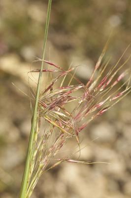 Chrysopogon grillon Chrysopogon gryllus (L.) Trin., 1820