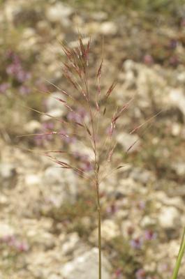 Chrysopogon grillon Chrysopogon gryllus (L.) Trin., 1820