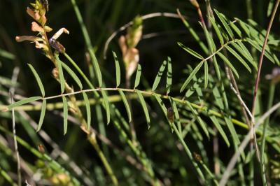 Sainfoin des rochers, Esparcette des rochers Onobrychis saxatilis (L.) Lam., 1779