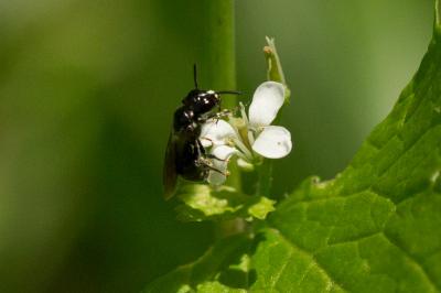 Ceratine commune Ceratina cucurbitina (Rossi, 1792)