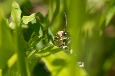  Macrophya duodecimpunctata (Linnaeus, 1758)