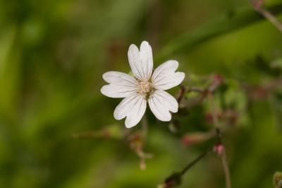 Géranium des Pyrénées Geranium pyrenaicum Burm.f., 1759