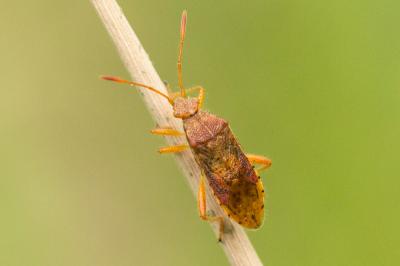  Rhopalus maculatus (Fieber, 1837)