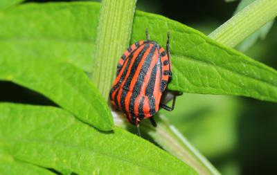 Punaise arlequin Graphosoma italicum (O.F. Müller, 1766)