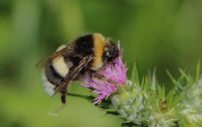 Bourdon terrestre (Le) Bombus terrestris (Linnaeus, 1758)