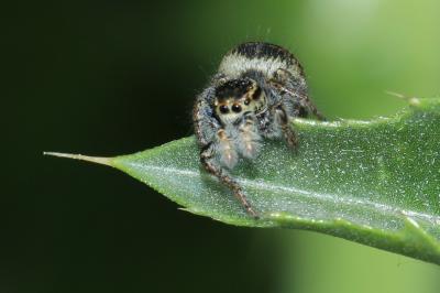 Araignées-crabes, Araignées-crabes des fleurs et d Thomisidae 