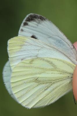 Piéride du Navet (La), Papillon blanc veiné de ver Pieris napi (Linnaeus, 1758)