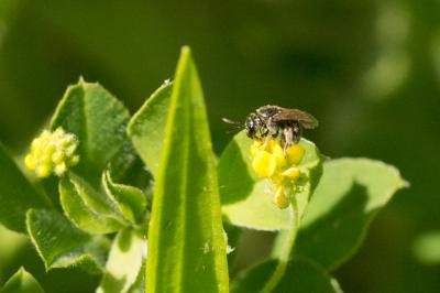  Lasioglossum Curtis, 1833