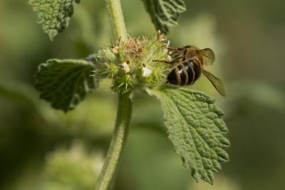 Abeille domestique, Abeille européenne, Abeille me Apis mellifera Linnaeus, 1758