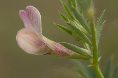 Vesce jaune Vicia lutea L., 1753