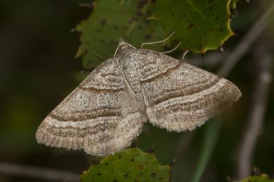 Cidarie rayée (La) Phibalapteryx virgata (Hufnagel, 1767)