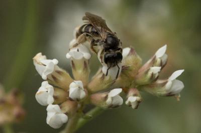  Lasioglossum Curtis, 1833