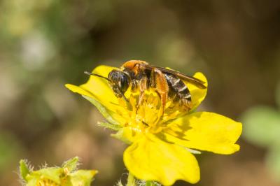  Andrena limbata Eversmann, 1852