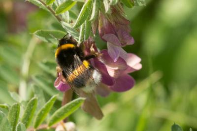 Bourdon terrestre (Le) Bombus terrestris (Linnaeus, 1758)