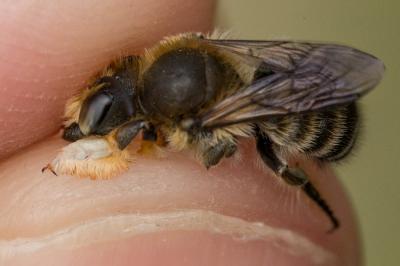  Megachile willughbiella (Kirby, 1802)