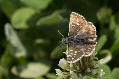 Hespérie de la Malope (L'), Vergeté (Le) Pyrgus onopordi (Rambur, 1839)