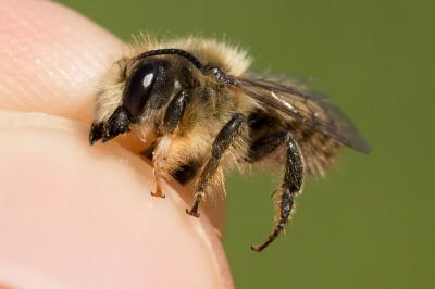  Megachile circumcincta (Kirby, 1802)