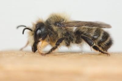  Megachile circumcincta (Kirby, 1802)