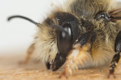  Megachile circumcincta (Kirby, 1802)