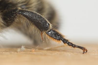  Megachile circumcincta (Kirby, 1802)