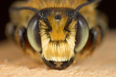  Megachile maritima (Kirby, 1802)